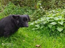 NORA, Hund, Mischlingshund in Sinzheim - Bild 5