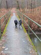 NORA, Hund, Mischlingshund in Sinzheim - Bild 7