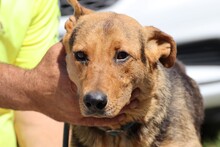 KISHI, Hund, Mischlingshund in Rumänien - Bild 1