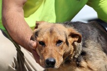 KISHI, Hund, Mischlingshund in Rumänien - Bild 3