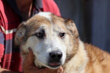 ROSCO, Hund, Mischlingshund in Rumänien - Bild 1
