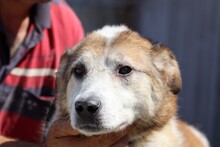 ROSCO, Hund, Mischlingshund in Rumänien - Bild 2
