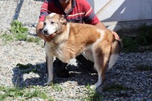 ROSCO, Hund, Mischlingshund in Rumänien - Bild 3