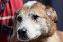 ROSCO, Hund, Mischlingshund in Rumänien - Bild 4