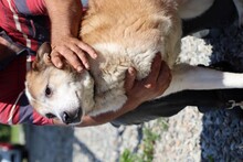 ROSCO, Hund, Mischlingshund in Rumänien - Bild 5