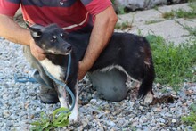 SAENA, Hund, Pinscher-Mix in Rumänien - Bild 2
