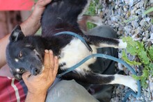 SAENA, Hund, Pinscher-Mix in Rumänien - Bild 3
