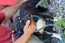 SAENA, Hund, Pinscher-Mix in Rumänien - Bild 4