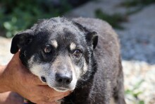 RAKEEM, Hund, Labrador-Pinscher-Mix in Rumänien - Bild 1