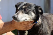 RAKEEM, Hund, Labrador-Pinscher-Mix in Rumänien - Bild 3