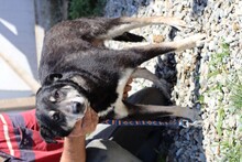RAKEEM, Hund, Labrador-Pinscher-Mix in Rumänien - Bild 5
