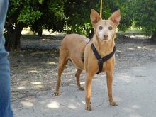 COLAJET, Hund, Podenco in Spanien - Bild 1