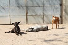 COLAJET, Hund, Podenco in Spanien - Bild 12