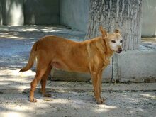 COLAJET, Hund, Podenco in Spanien - Bild 4
