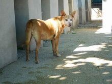 COLAJET, Hund, Podenco in Spanien - Bild 6
