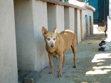 COLAJET, Hund, Podenco in Spanien - Bild 7