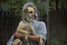 KAVICS, Hund, Mischlingshund in Ungarn - Bild 1