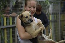KAVICS, Hund, Mischlingshund in Ungarn - Bild 2