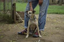 KAVICS, Hund, Mischlingshund in Ungarn - Bild 4