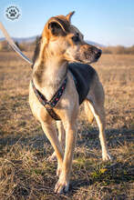 KAVICS, Hund, Mischlingshund in Ungarn - Bild 5