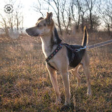 KAVICS, Hund, Mischlingshund in Ungarn - Bild 6