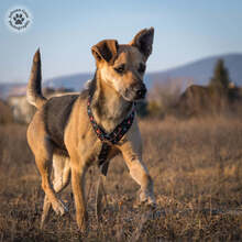 KAVICS, Hund, Mischlingshund in Ungarn - Bild 7
