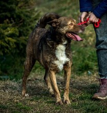 OTHELLO, Hund, Deutscher Schäferhund-Mix in Ungarn - Bild 13