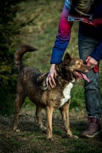 OTHELLO, Hund, Deutscher Schäferhund-Mix in Ungarn - Bild 14
