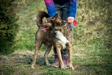 OTHELLO, Hund, Deutscher Schäferhund-Mix in Ungarn - Bild 16