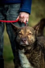 OTHELLO, Hund, Deutscher Schäferhund-Mix in Ungarn - Bild 18