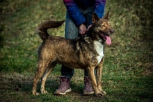 OTHELLO, Hund, Deutscher Schäferhund-Mix in Ungarn - Bild 2