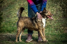 OTHELLO, Hund, Deutscher Schäferhund-Mix in Ungarn - Bild 4