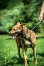 OTHELLO, Hund, Deutscher Schäferhund-Mix in Ungarn - Bild 8
