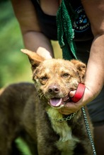 OTHELLO, Hund, Deutscher Schäferhund-Mix in Ungarn - Bild 9