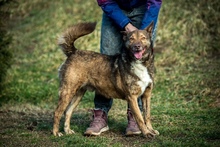 OTHELLO, Hund, Mischlingshund in Ungarn - Bild 1