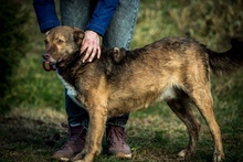 OTHELLO, Hund, Mischlingshund in Ungarn - Bild 3