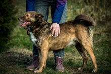 OTHELLO, Hund, Mischlingshund in Ungarn - Bild 5