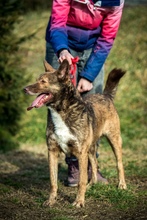 OTHELLO, Hund, Mischlingshund in Ungarn - Bild 6