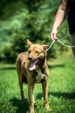 OTHELLO, Hund, Mischlingshund in Ungarn - Bild 7
