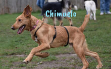 CHIMUELO, Hund, Labrador-Mix in Oldenburg - Bild 1