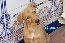 CHIMUELO, Hund, Labrador-Mix in Oldenburg - Bild 5