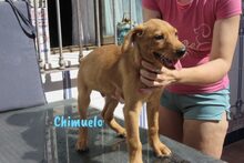CHIMUELO, Hund, Labrador-Mix in Oldenburg - Bild 6