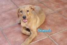 CHIMUELO, Hund, Labrador-Mix in Oldenburg - Bild 8