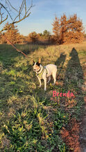 BRENDA, Hund, Ratonero Bodeguero Andaluz in Birkenheide - Bild 3