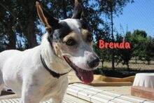 BRENDA, Hund, Ratonero Bodeguero Andaluz in Birkenheide - Bild 5