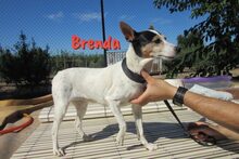 BRENDA, Hund, Ratonero Bodeguero Andaluz in Birkenheide - Bild 6