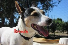 BRENDA, Hund, Ratonero Bodeguero Andaluz in Birkenheide - Bild 7