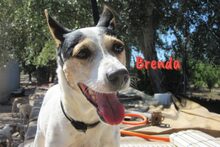 BRENDA, Hund, Ratonero Bodeguero Andaluz in Birkenheide - Bild 8