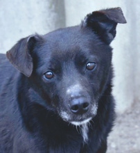 BILBO, Hund, Mischlingshund in Ungarn - Bild 1