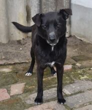 BILBO, Hund, Mischlingshund in Ungarn - Bild 3